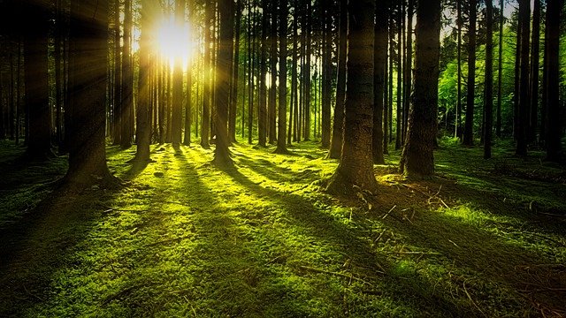 https://dailyalts.com/wp-content/uploads/2021/08/trees-3294681_640.jpg https://dailyalts.com/wp-content/uploads/2021/08/trees-3294681_640.jpg