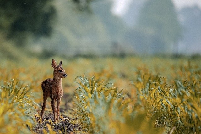 https://dailyalts.com/wp-content/uploads/2021/09/deer-3955031_640.jpg https://dailyalts.com/wp-content/uploads/2021/09/deer-3955031_640.jpg