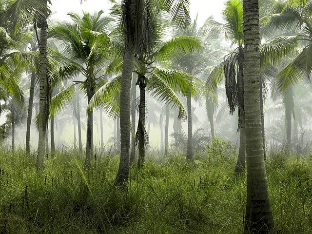 https://dailyalts.com/wp-content/uploads/2021/09/palm-trees-802019_640.jpg https://dailyalts.com/wp-content/uploads/2021/09/palm-trees-802019_640.jpg
