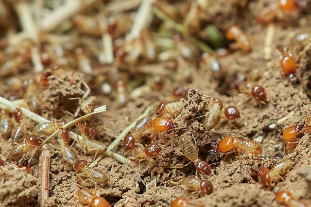 https://dailyalts.com/wp-content/uploads/2021/09/termites-g0d467da8a_640.jpg https://dailyalts.com/wp-content/uploads/2021/09/termites-g0d467da8a_640.jpg