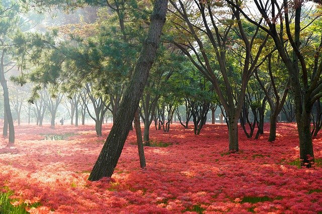 https://dailyalts.com/wp-content/uploads/2021/10/flowers-g866b12a8c_640.jpg https://dailyalts.com/wp-content/uploads/2021/10/flowers-g866b12a8c_640.jpg