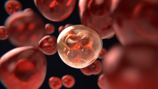 https://dailyalts.com/wp-content/uploads/2021/11/mitosis-g57b775c34_640.jpg https://dailyalts.com/wp-content/uploads/2021/11/mitosis-g57b775c34_640.jpg